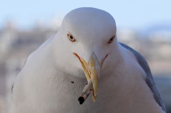 &nbsp; Gabbiani, Roma