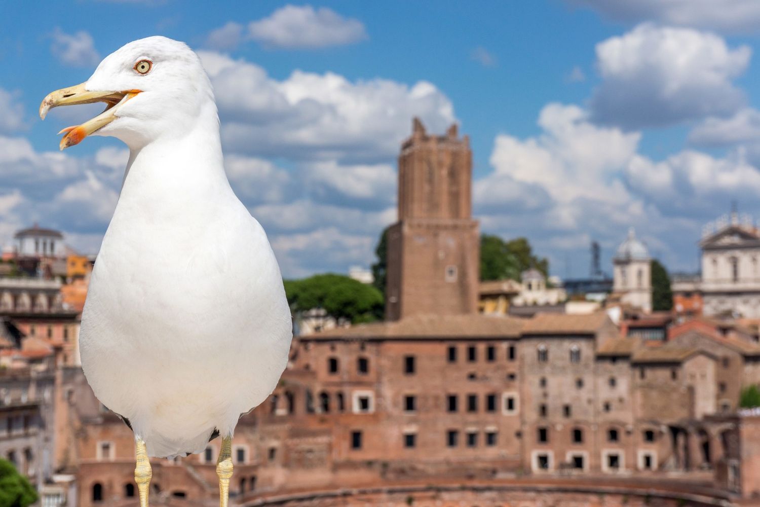 &nbsp;Gabbiani, Roma