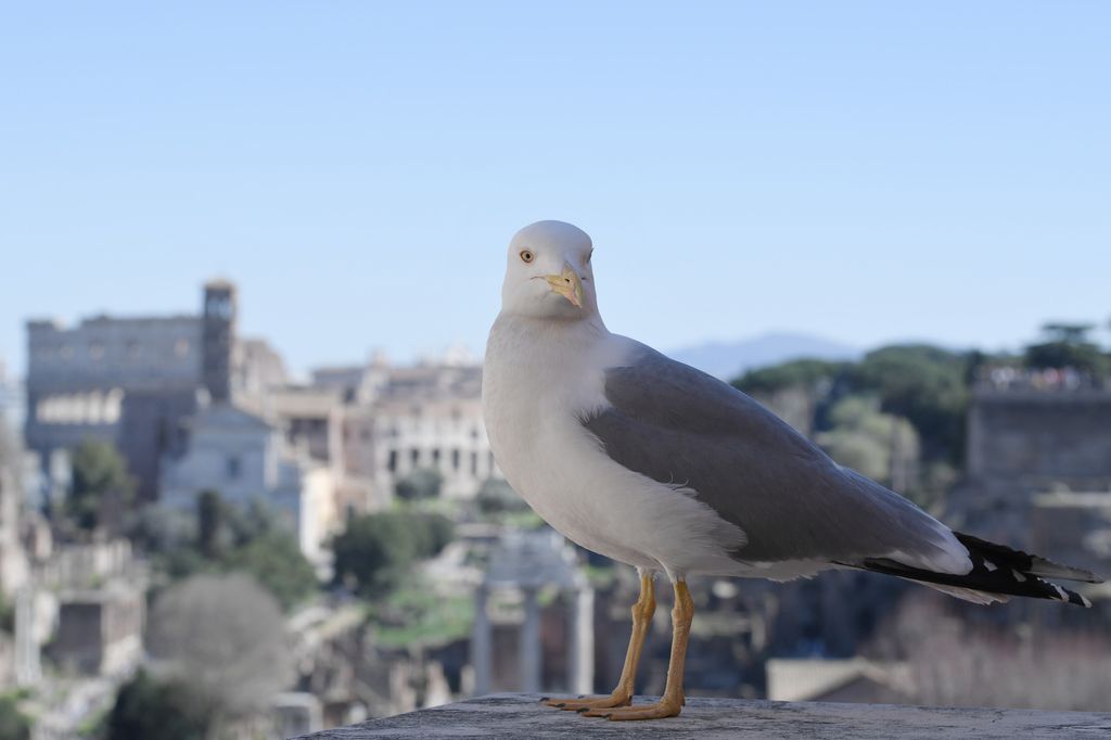&nbsp; Gabbiani, Roma
