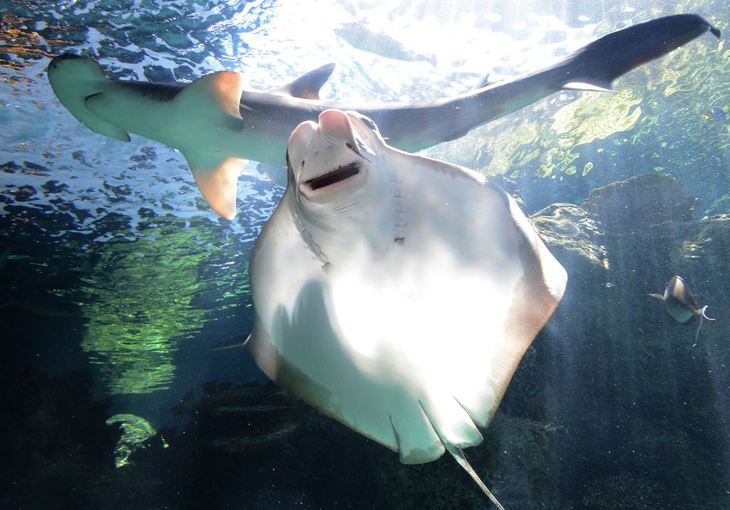 &nbsp;Bonnethead, lo squalo onnivoro