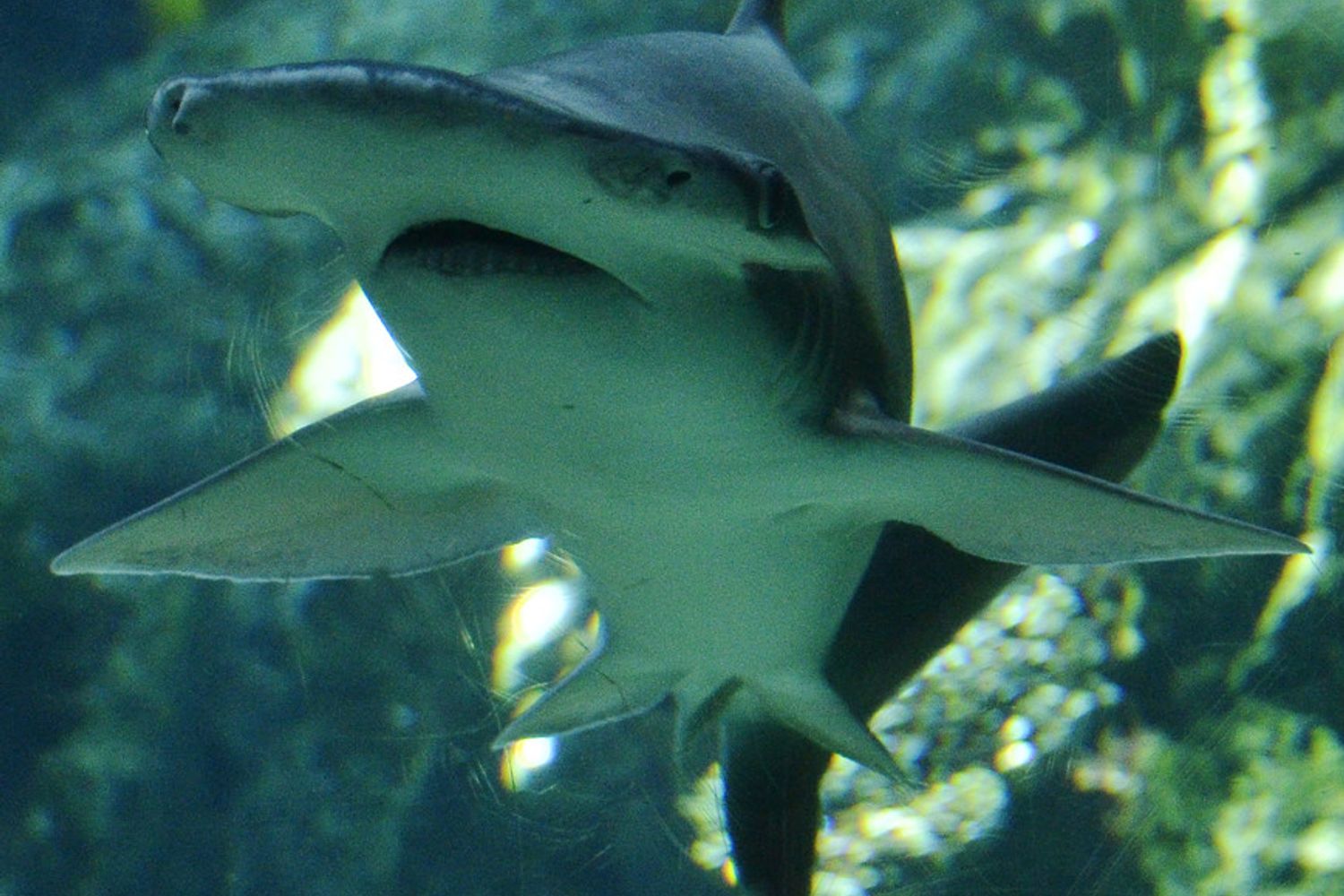 &nbsp; Bonnethead, lo squalo onnivoro