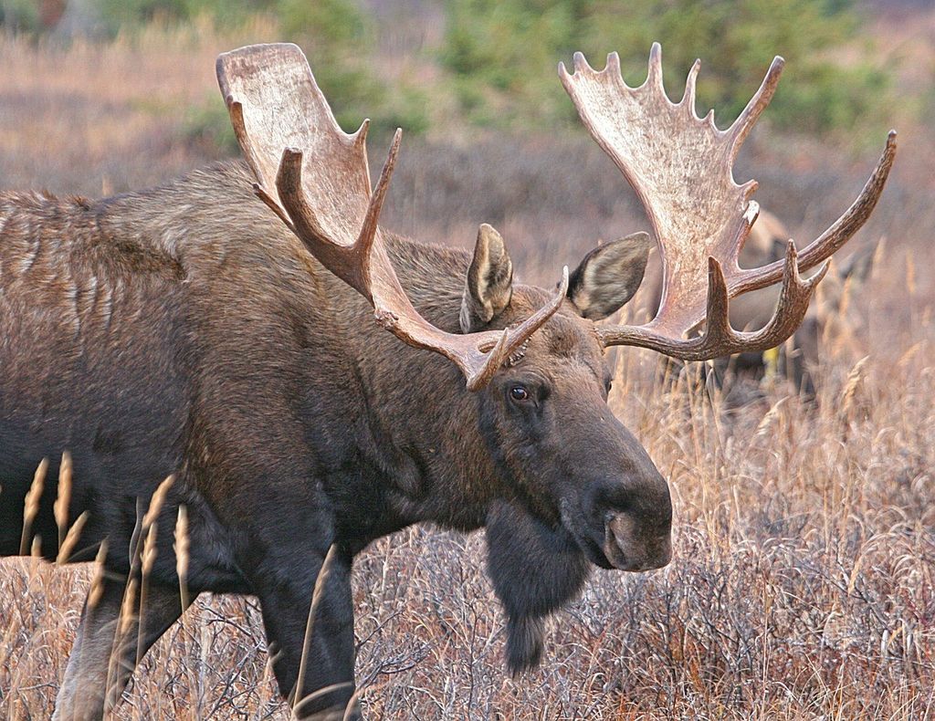 Bull Moose (Toro Alce)&nbsp;