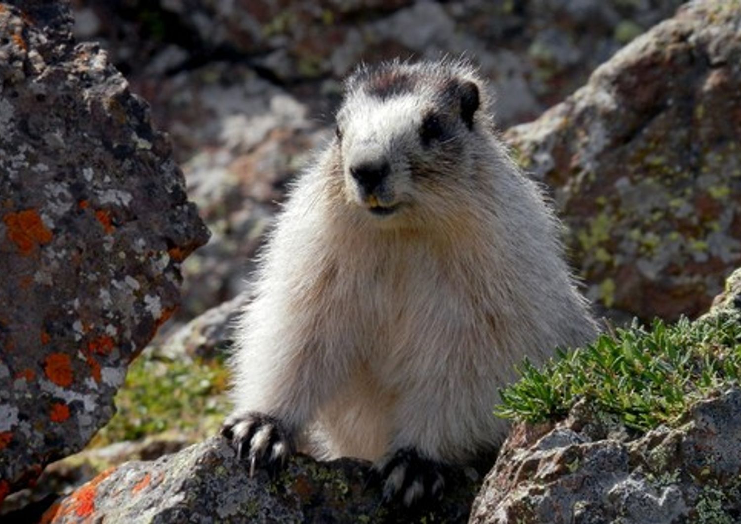 Marmotta&nbsp;