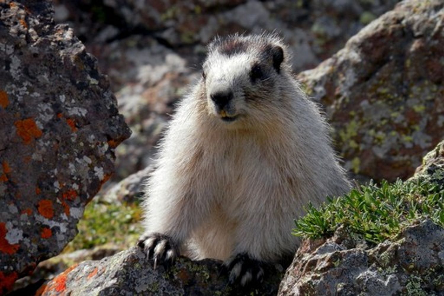 Marmotta&nbsp;