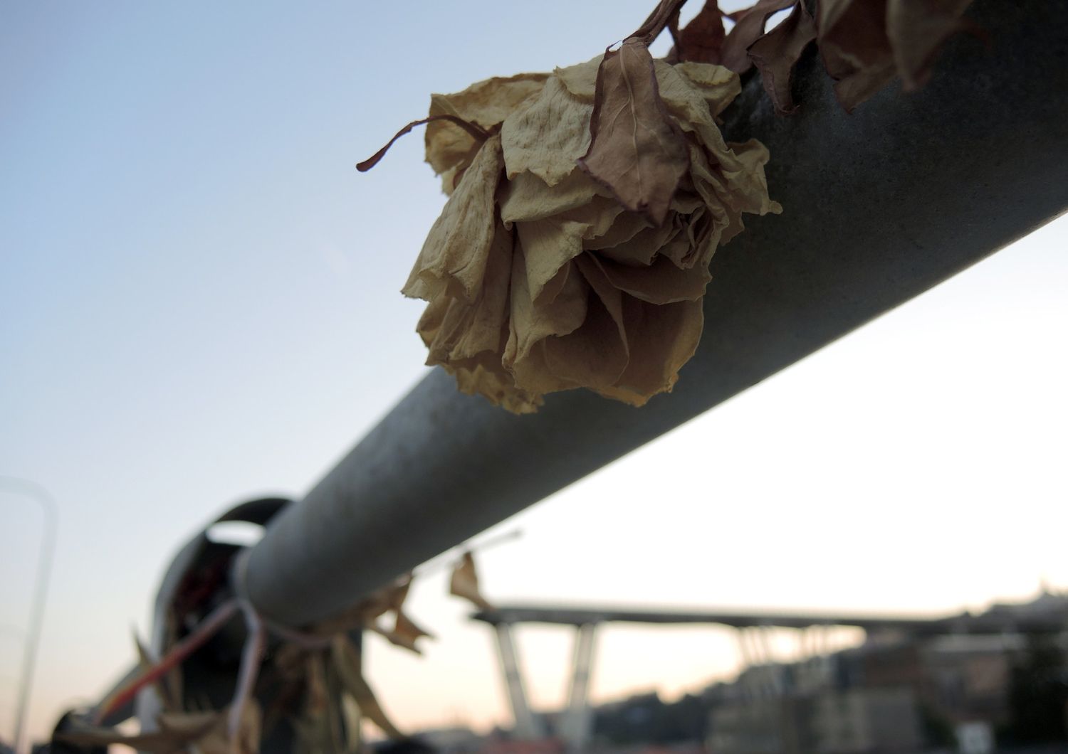 &nbsp;Una rosa su un guardrail nei pressi del Ponte Morandi