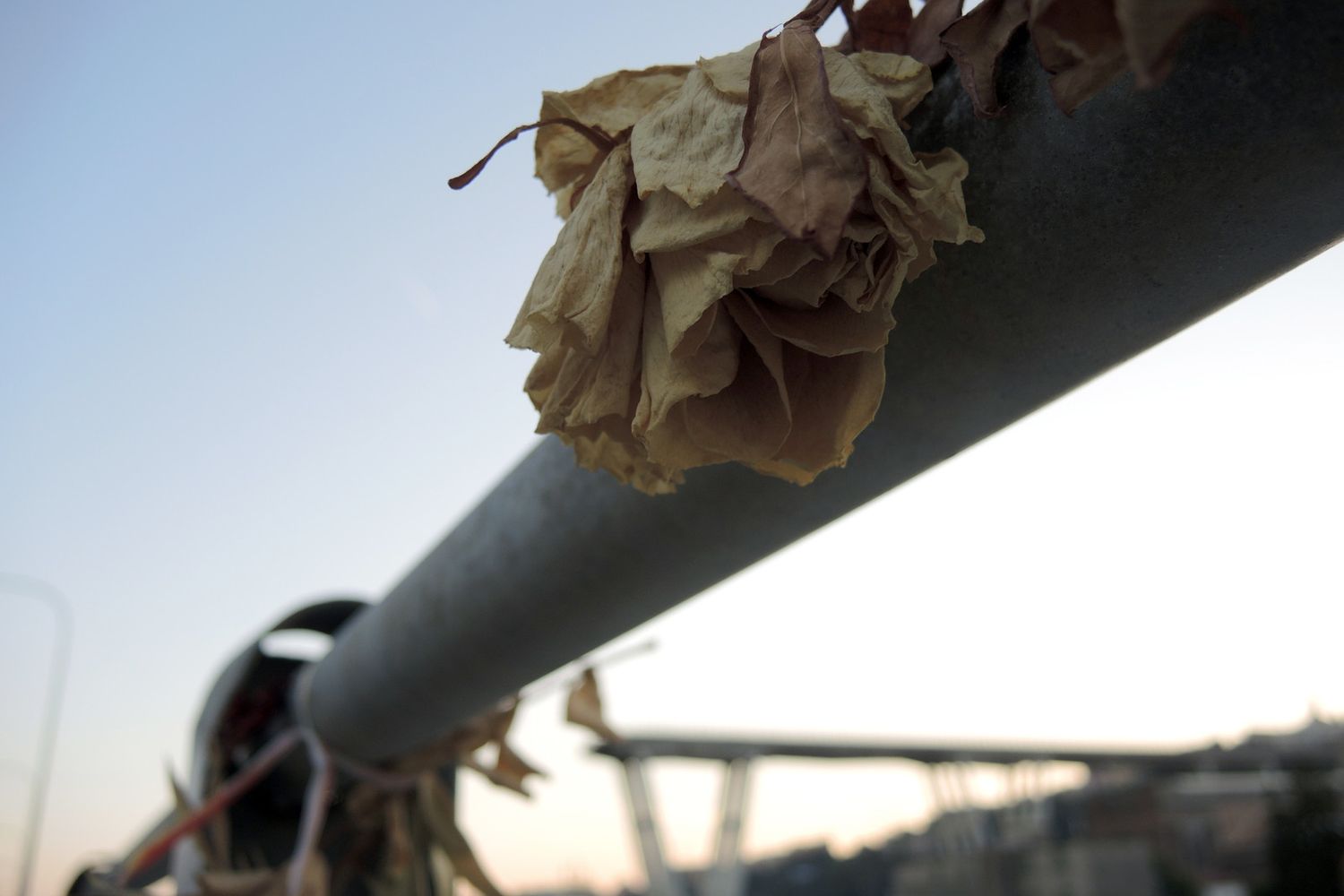 &nbsp;Una rosa su un guardrail nei pressi del Ponte Morandi