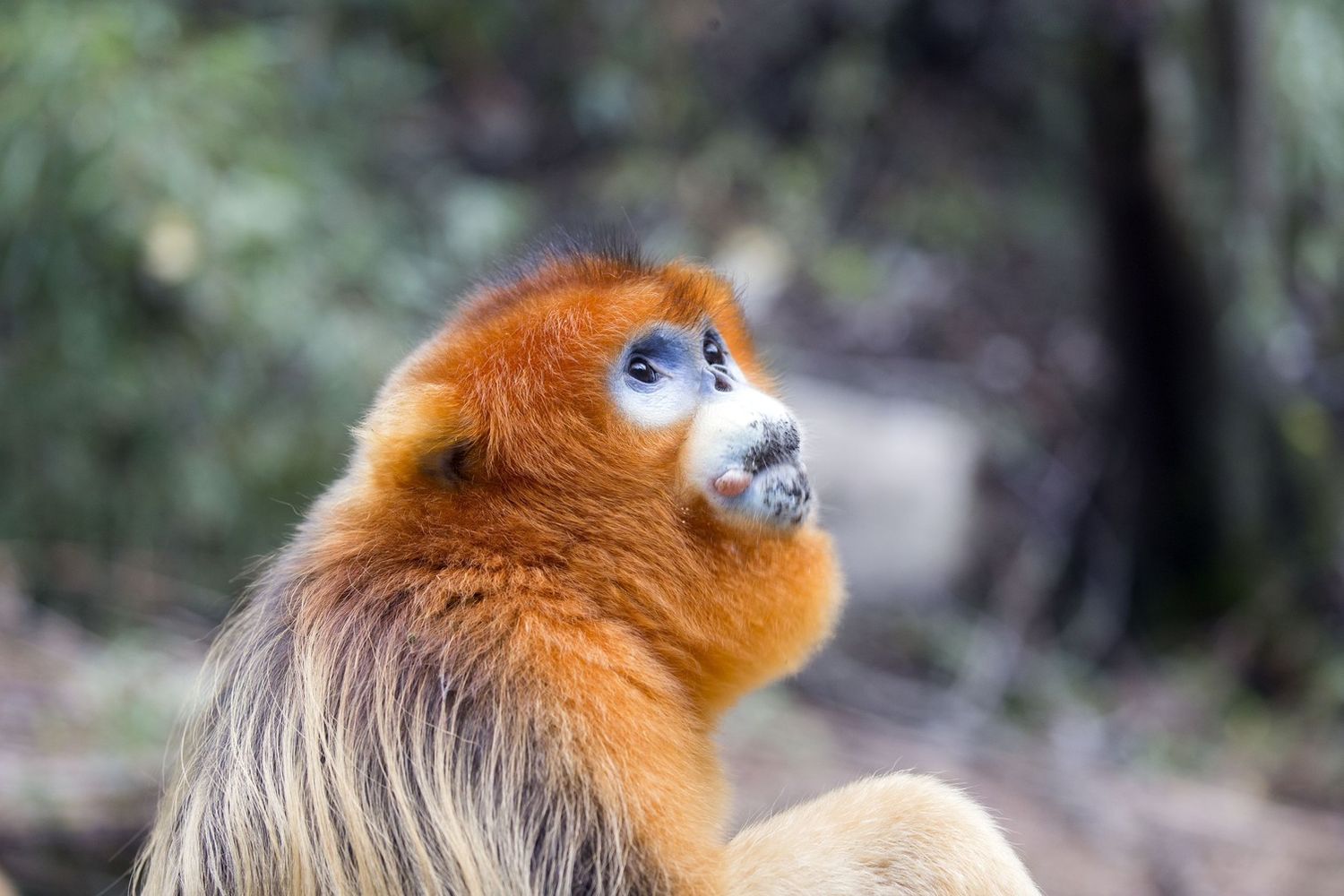 &nbsp;douc langur monkey