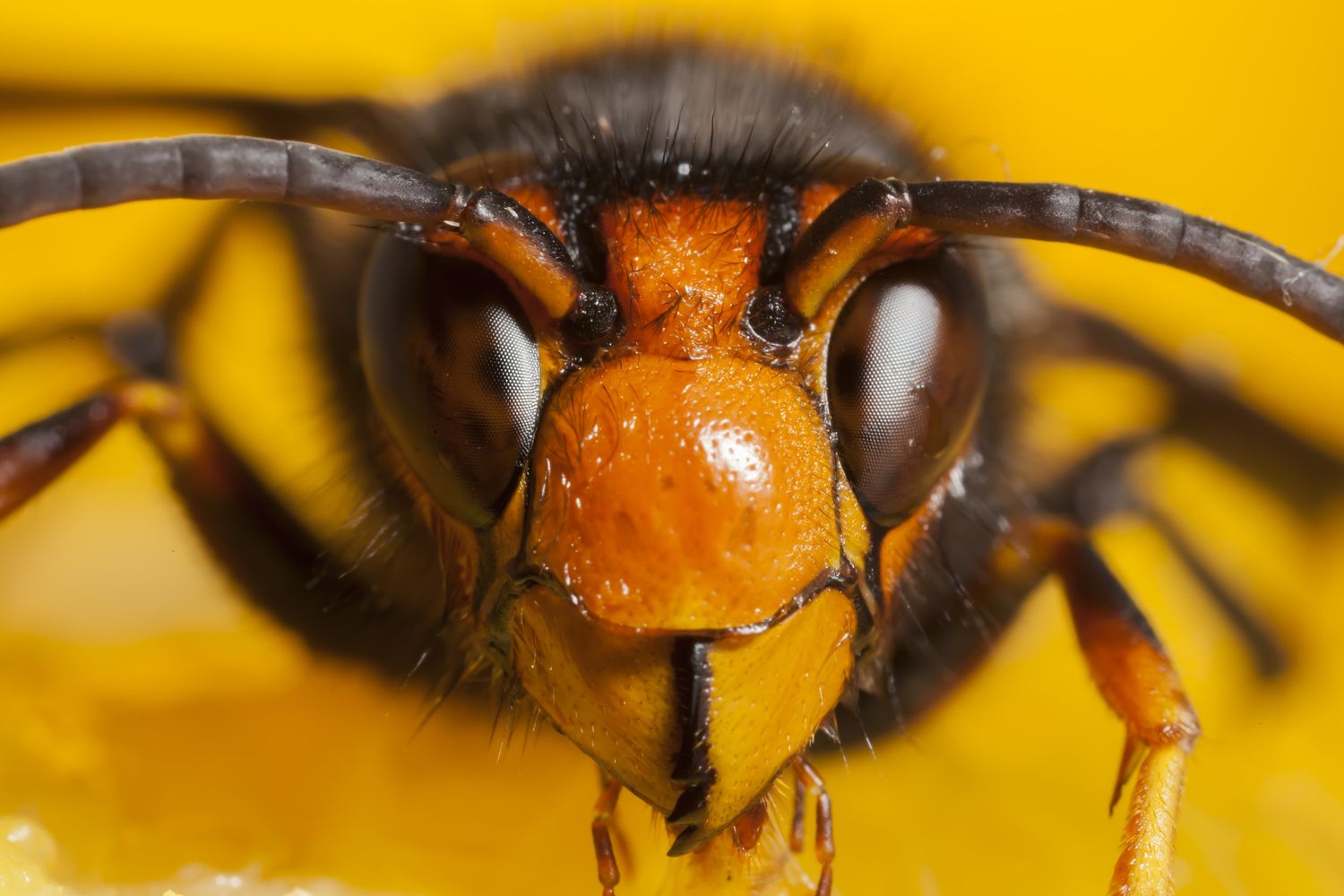 &nbsp;Vespa Velutina o calabrone asiatico