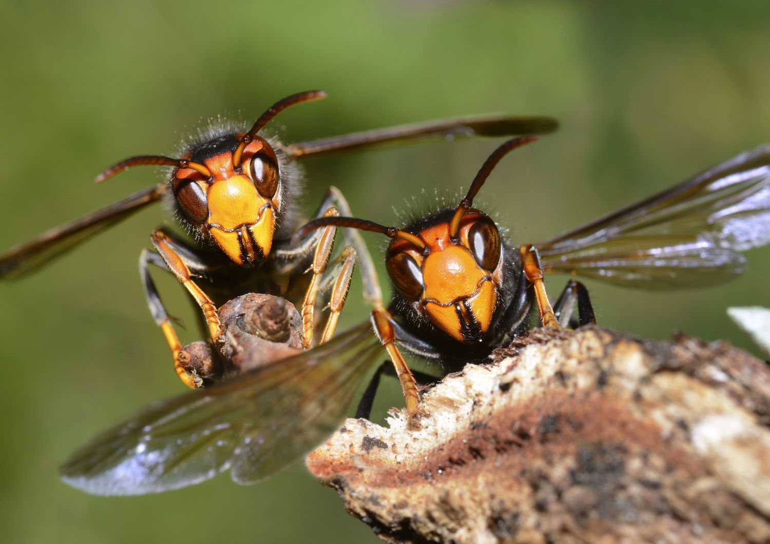 &nbsp; Vespa Velutina o calabrone asiatico