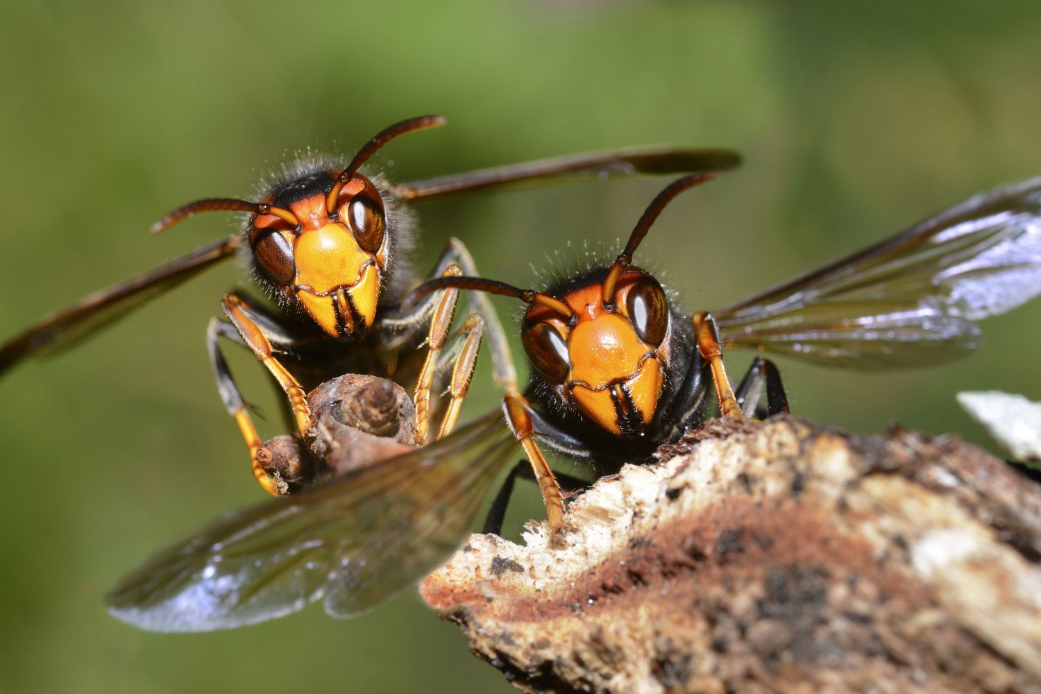 &nbsp; Vespa Velutina o calabrone asiatico
