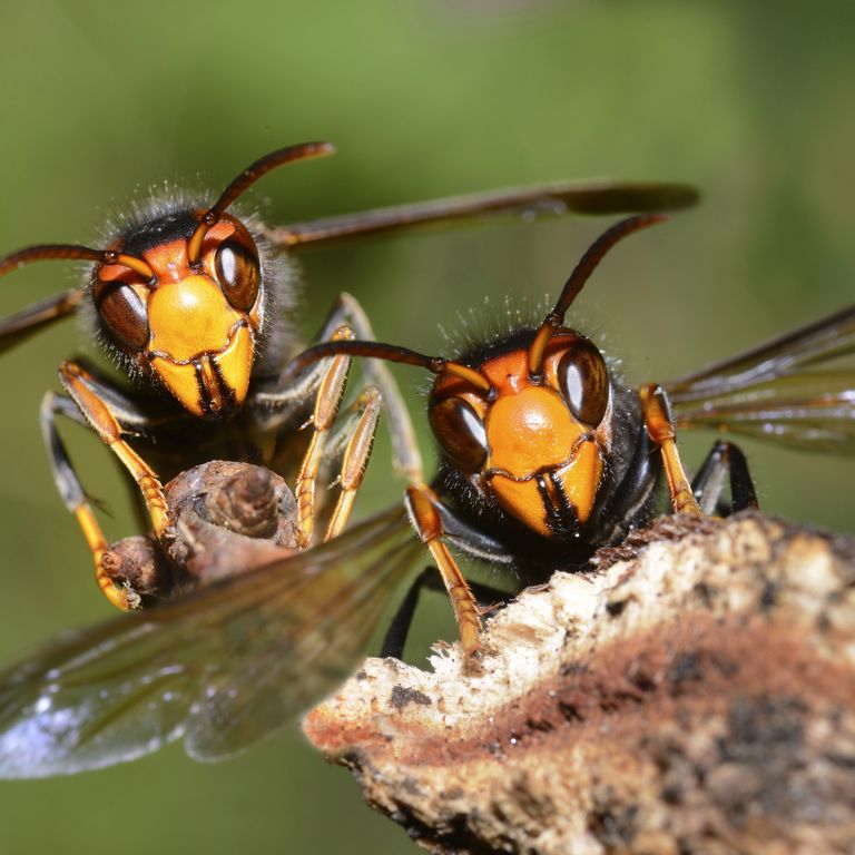 &nbsp; Vespa Velutina o calabrone asiatico