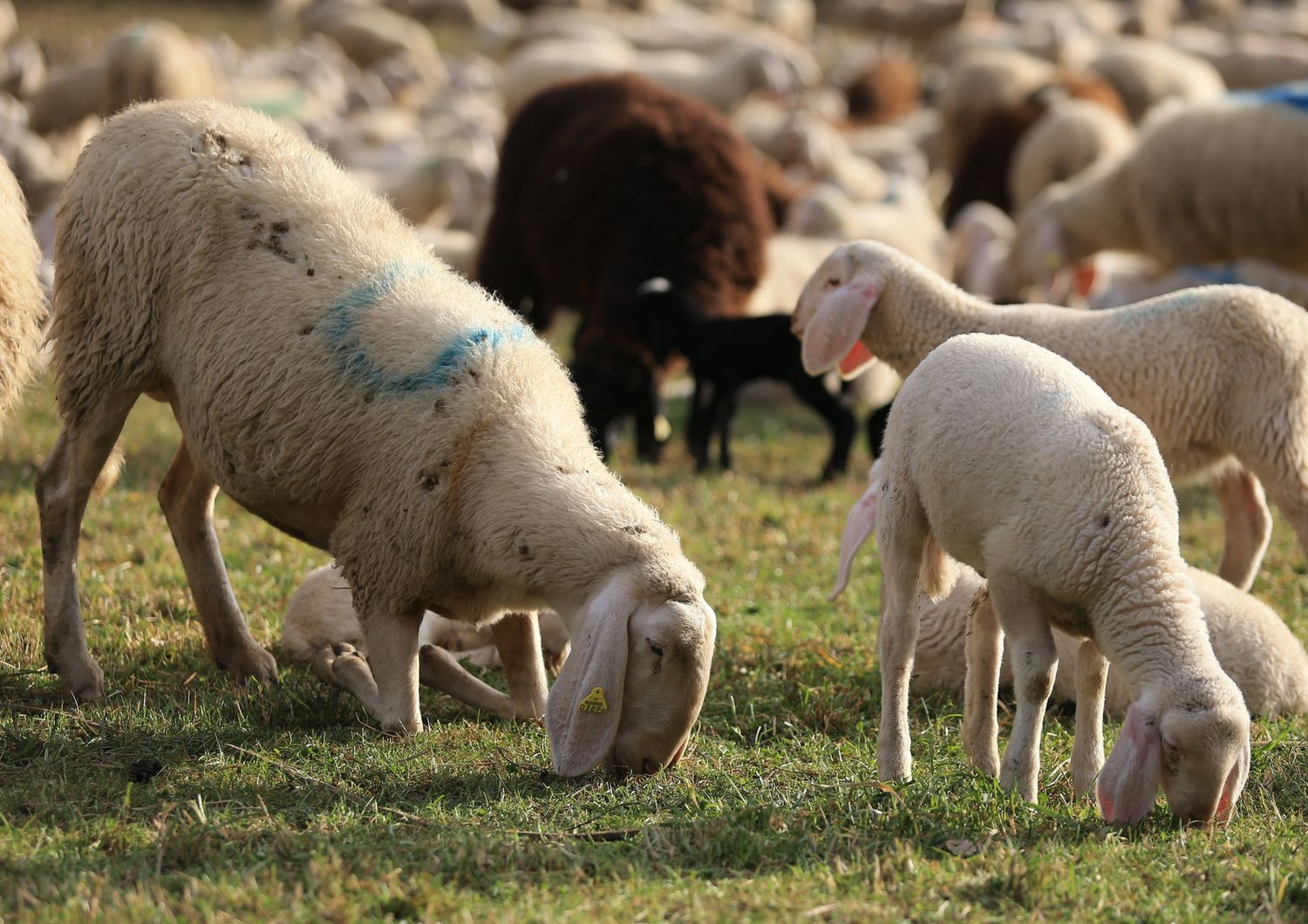 &nbsp;gregge di pecore (AGF)