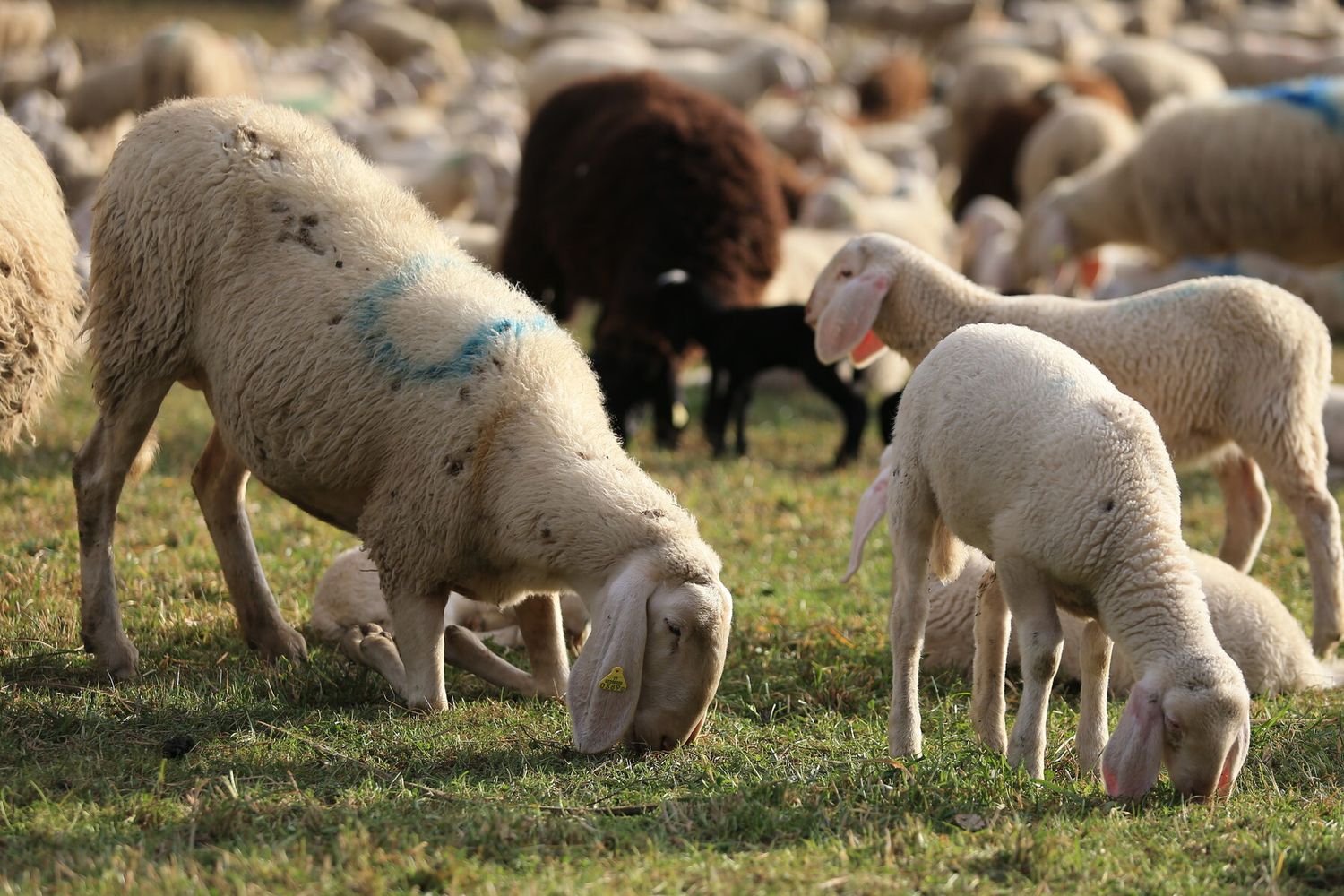 &nbsp;gregge di pecore (AGF)