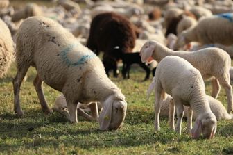 &nbsp;gregge di pecore (AGF)