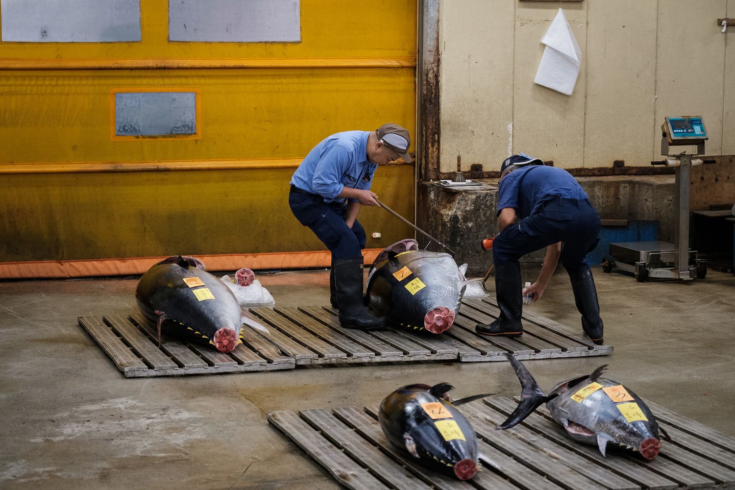 &nbsp;Tonno rosso, Giappone