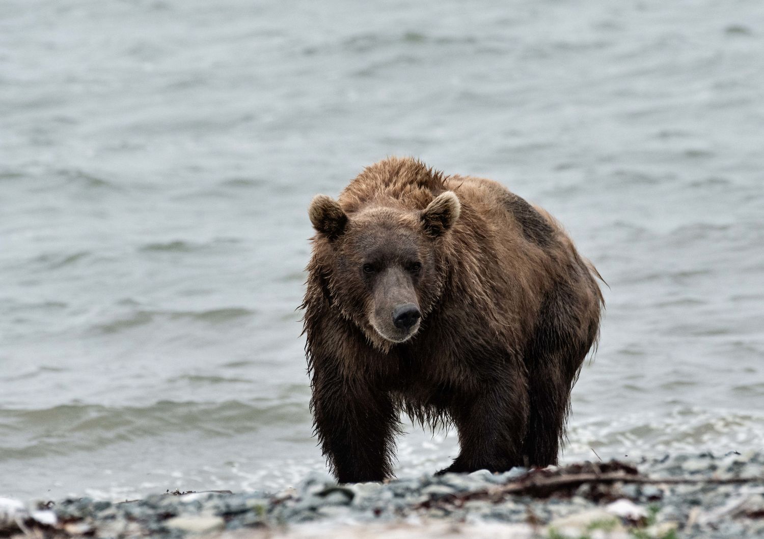 orso bruno (AGF)