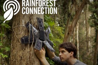 Rainforest&nbsp;
