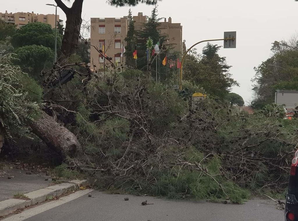 &nbsp;Alberi caduti a Roma