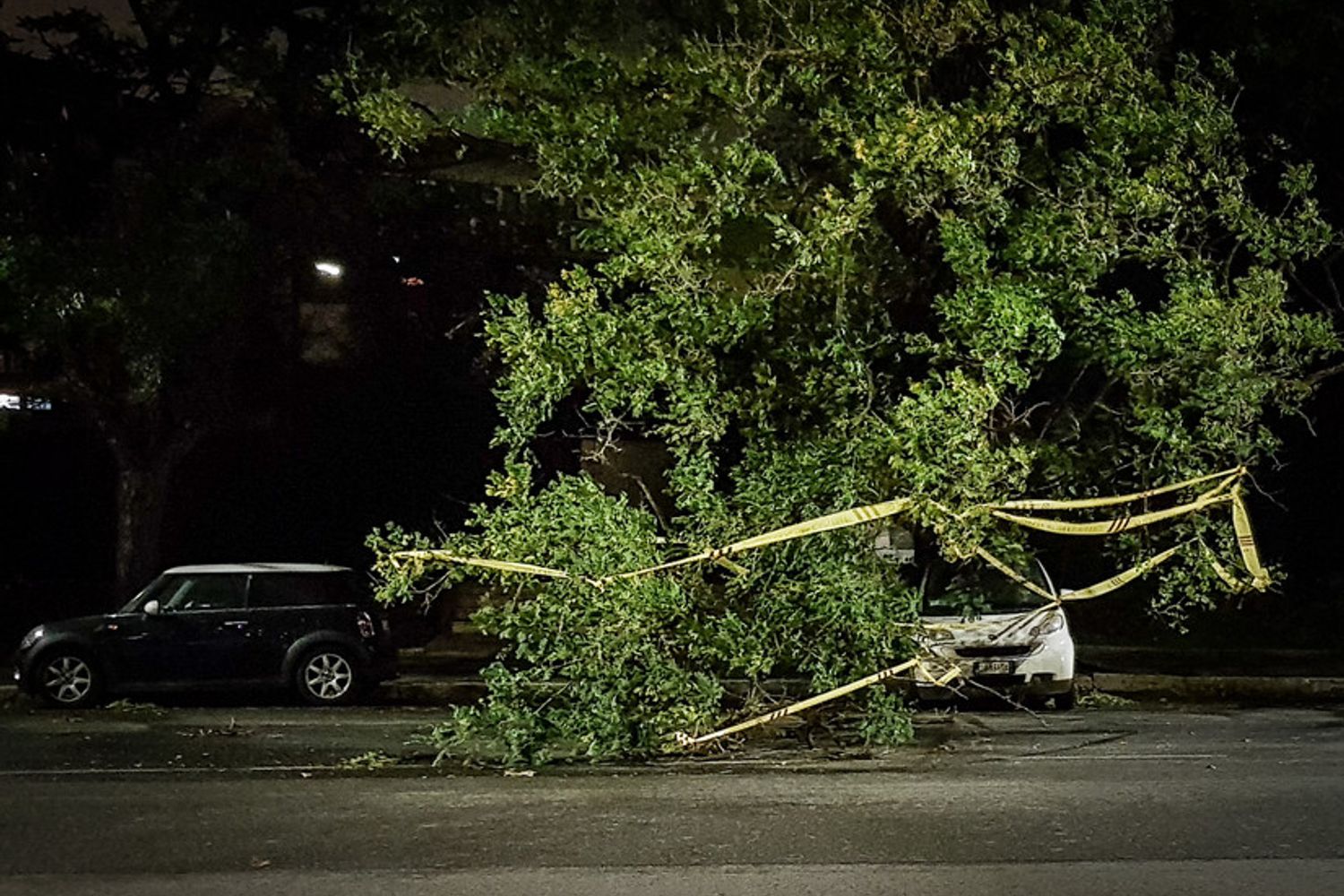 &nbsp;Maltempo, un albero caduto a Roma