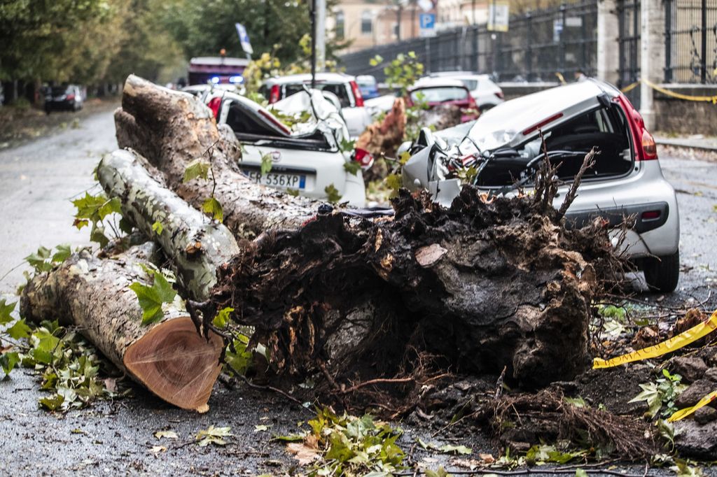 &nbsp;Maltempo a Roma, alcune auto distrutte dal crollo di un albero in via del Policlinico&nbsp;