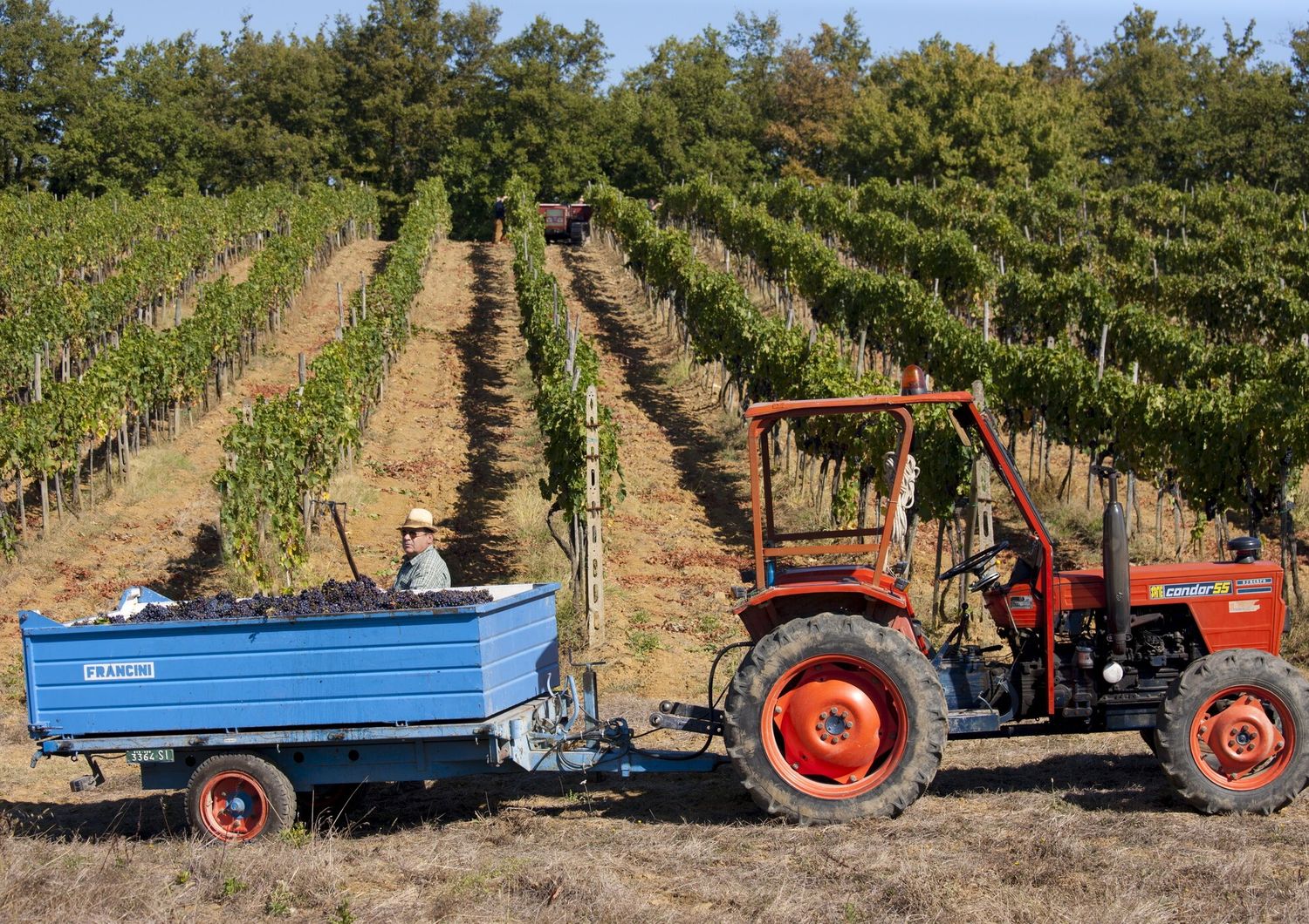 &nbsp;Un agricoltore nella campagna Pugliese