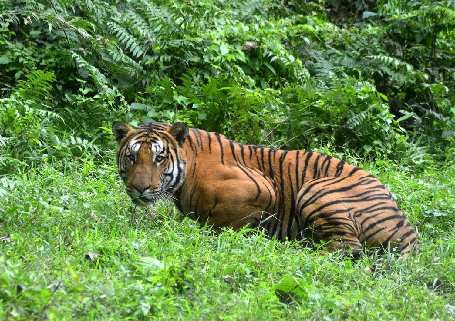 India: dopo due anni di caccia, uccisa la tigre T1. Aveva sbranato 13 persone