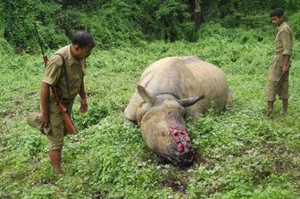&nbsp;Rinoceronte ucciso dai bracconieri