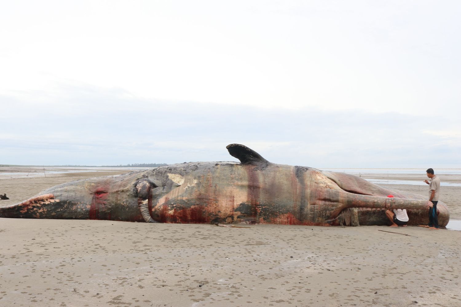 &nbsp;Un capodoglio spiaggiato in Indonesia - Foto di repertorio