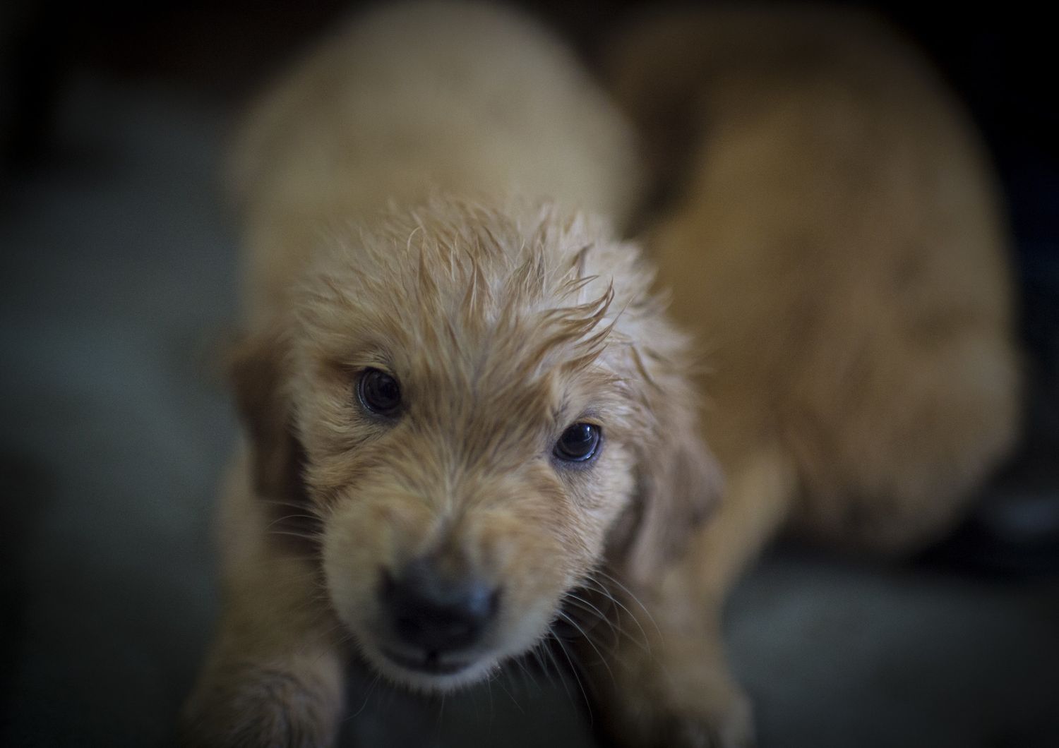 &nbsp;cucciolo di cane