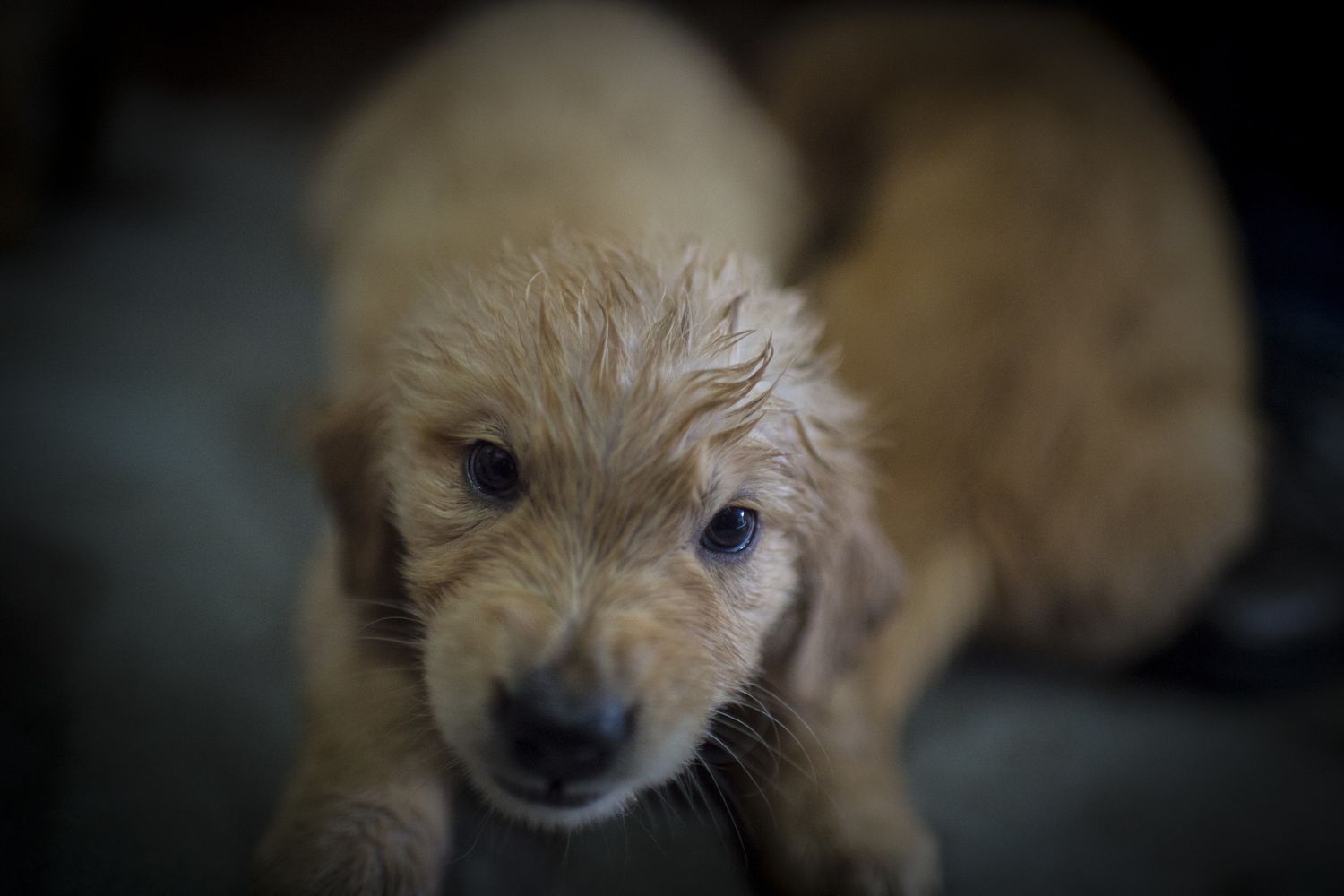 &nbsp;cucciolo di cane