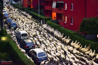 &nbsp;Pecore a Lecco