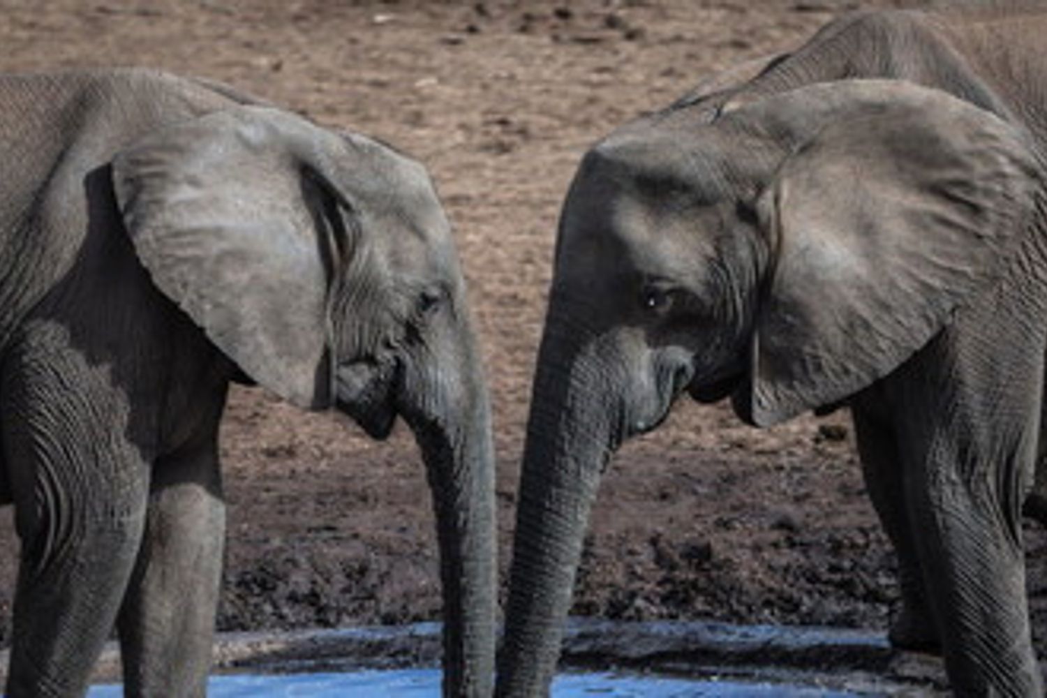 &nbsp;Elefanti senza zanne