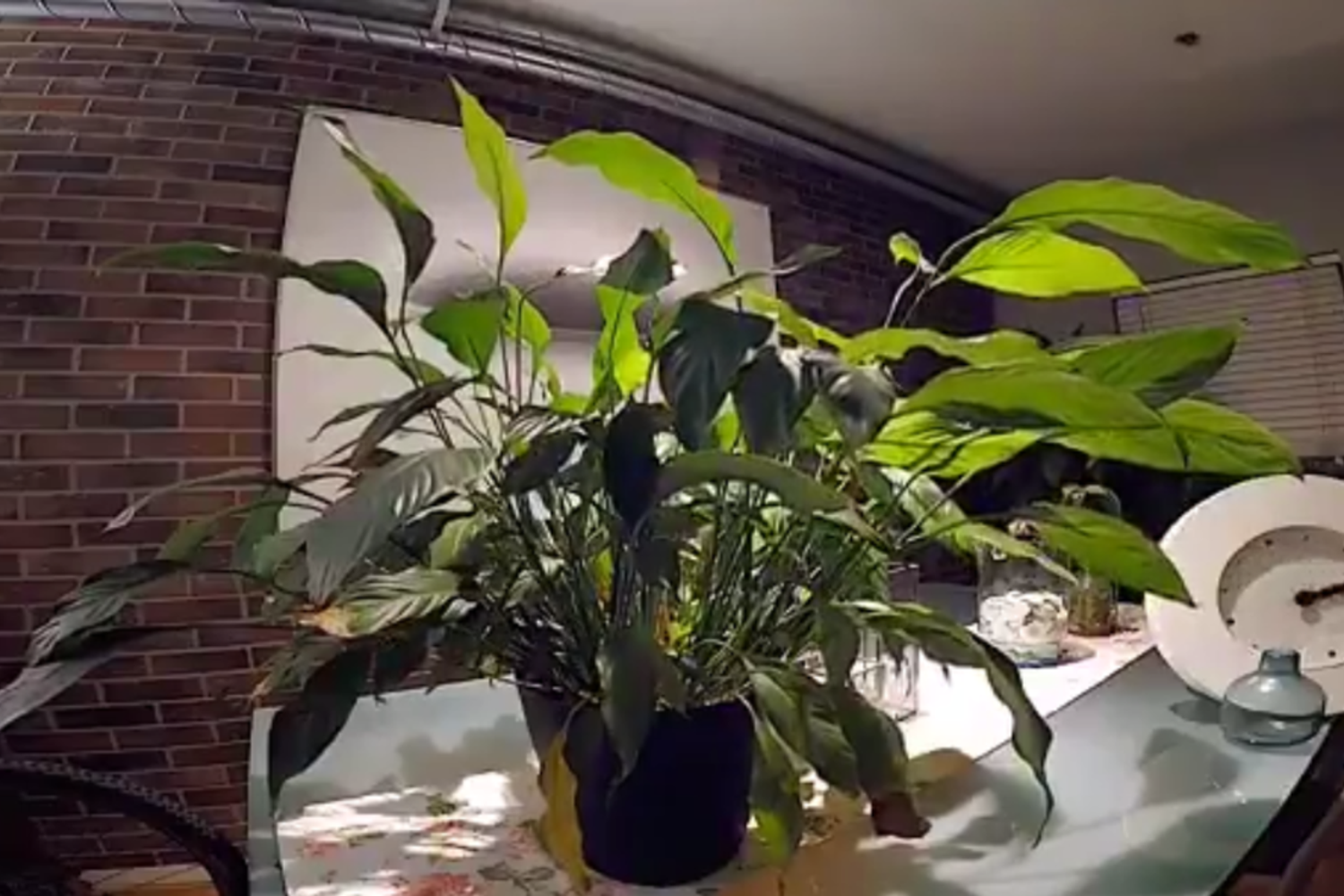 &nbsp;La pianta felice dopo essere stata annaffiata