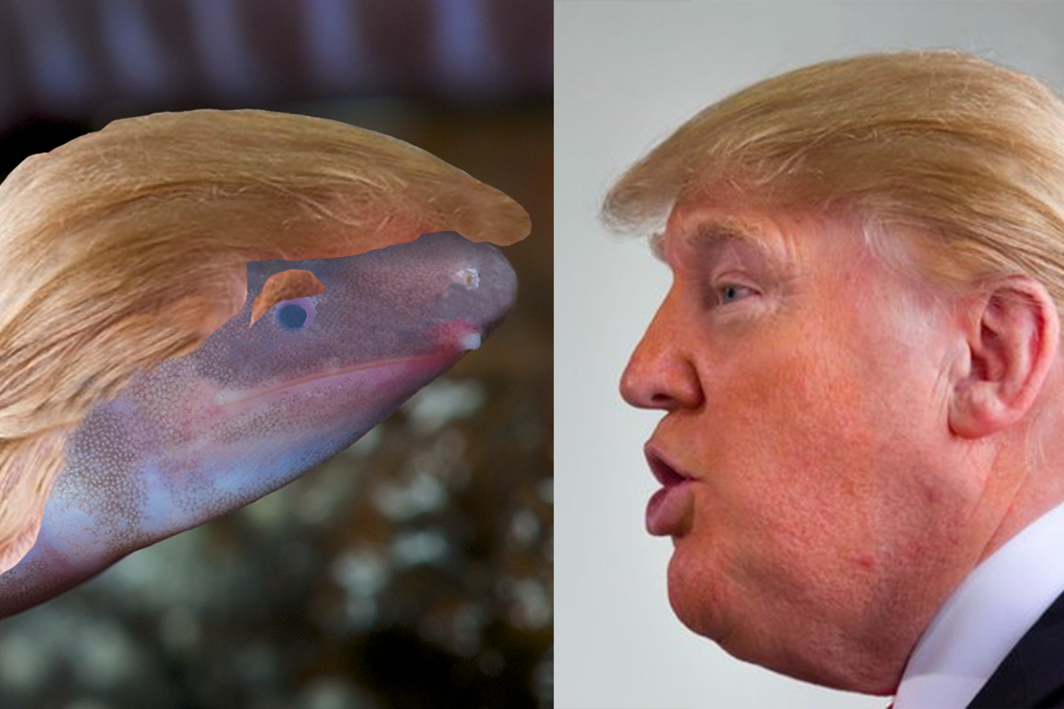 Dermophis donaldtrumpi&nbsp;