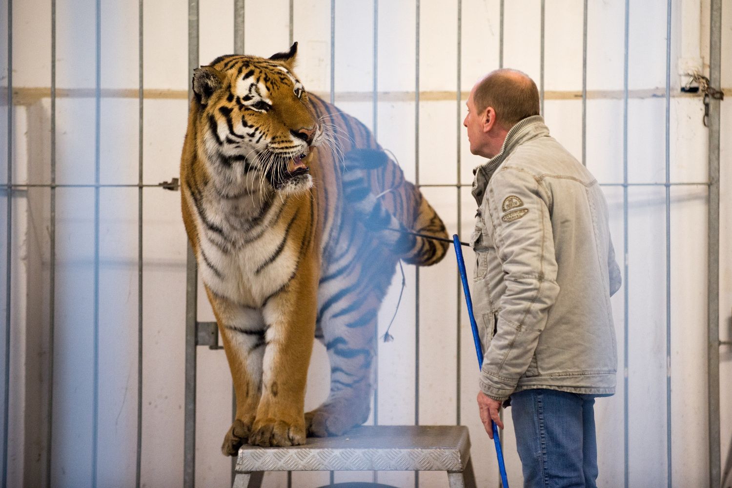 &nbsp;Animali nei circhi