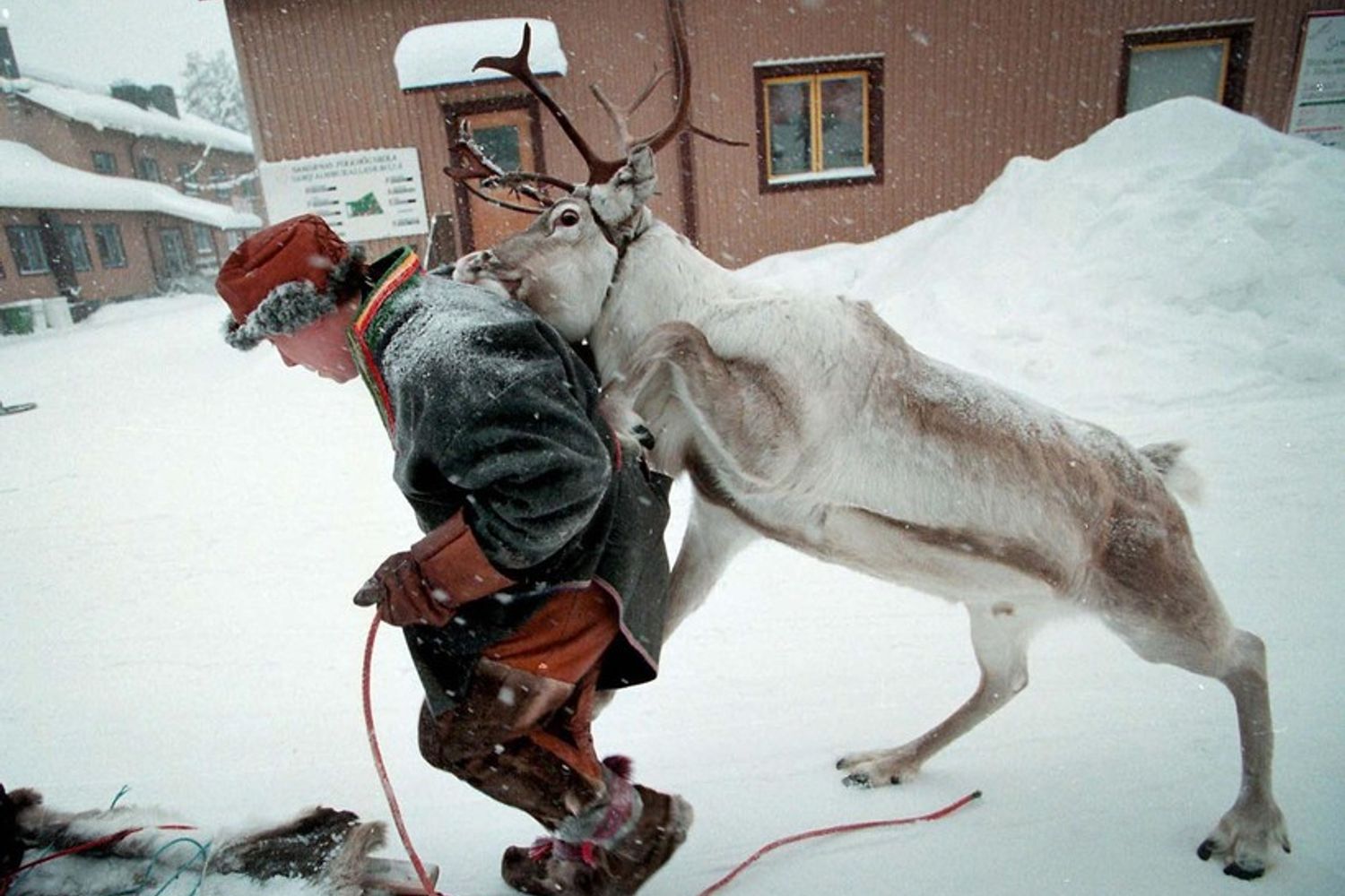 &nbsp;Renna dell'artico&nbsp;