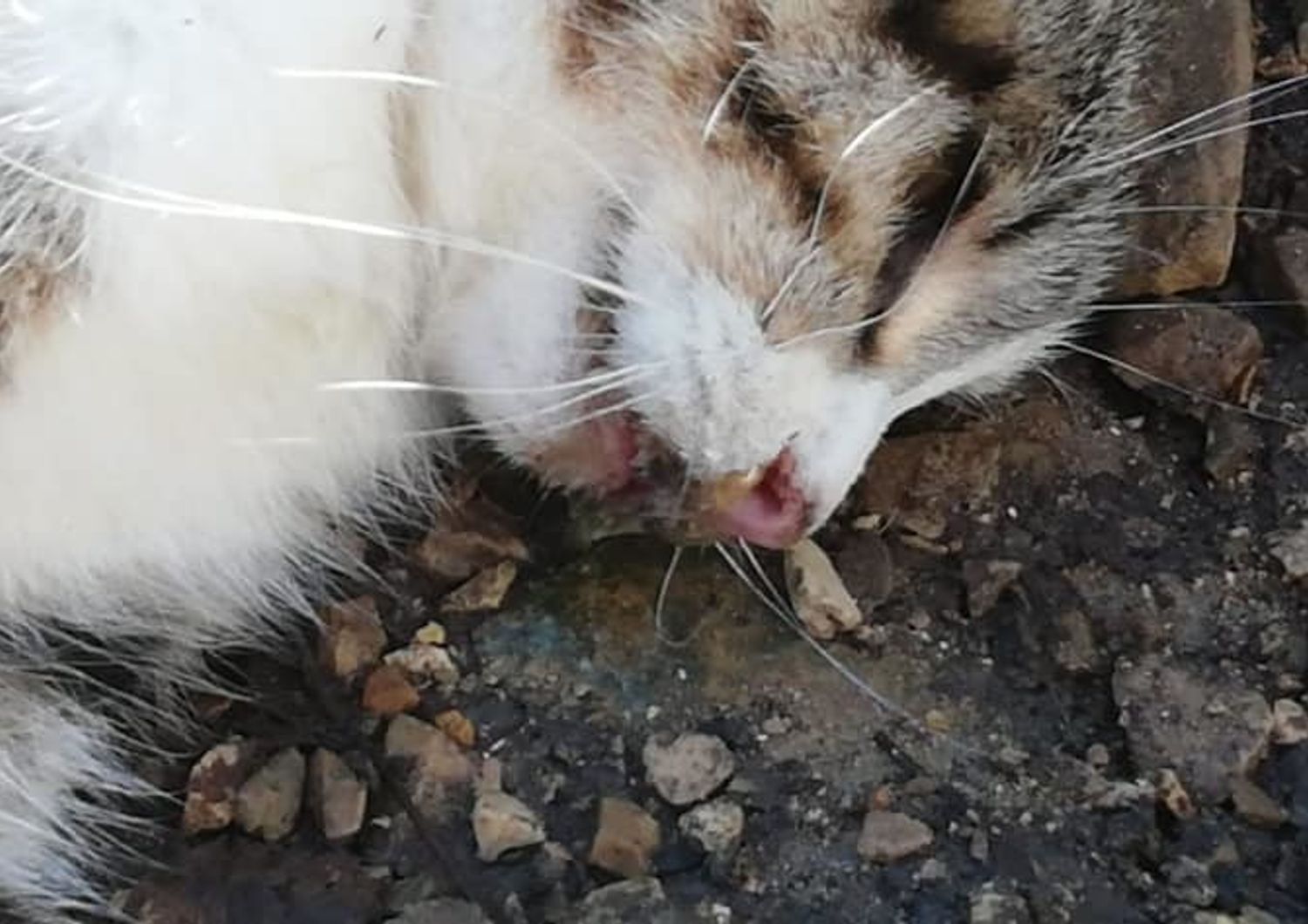 Uno dei gatti uccisi a Lecce&nbsp;