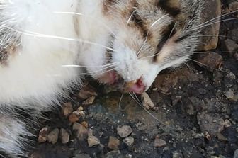 Uno dei gatti uccisi a Lecce&nbsp;