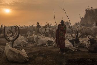 &nbsp;Morning in a cattle camp, South Sudan