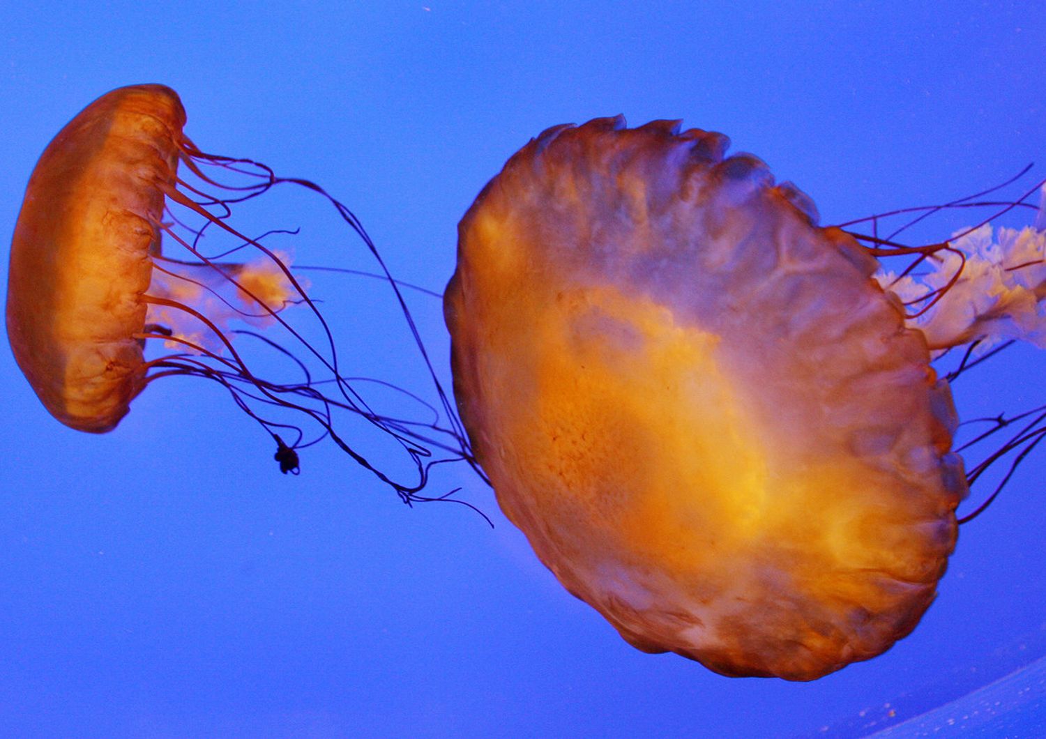 Invasione di meduse sulle coste australiane, gi&agrave; 3.500 le persone ferite