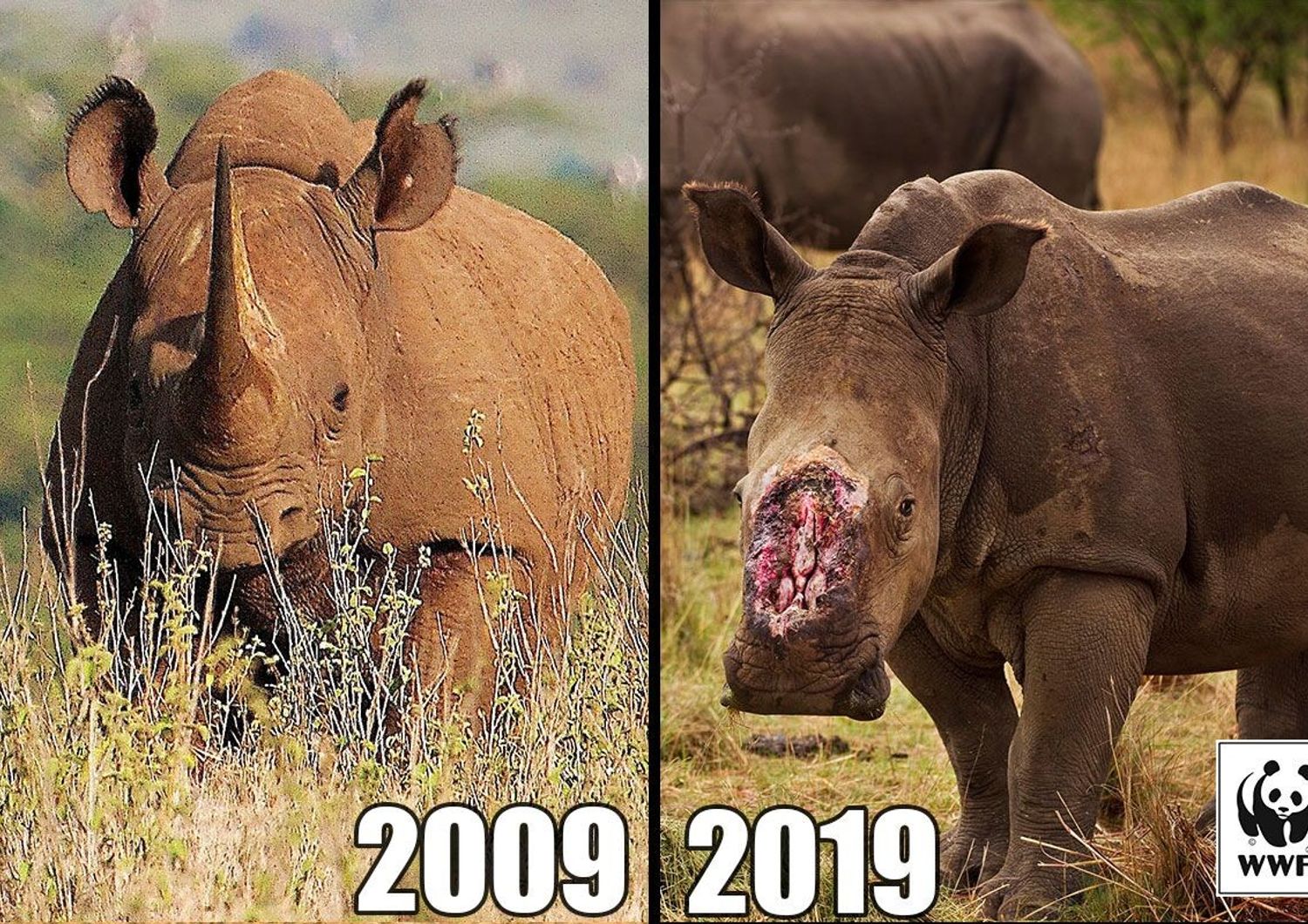estinzione rinoceronti elefanti leoni&nbsp;