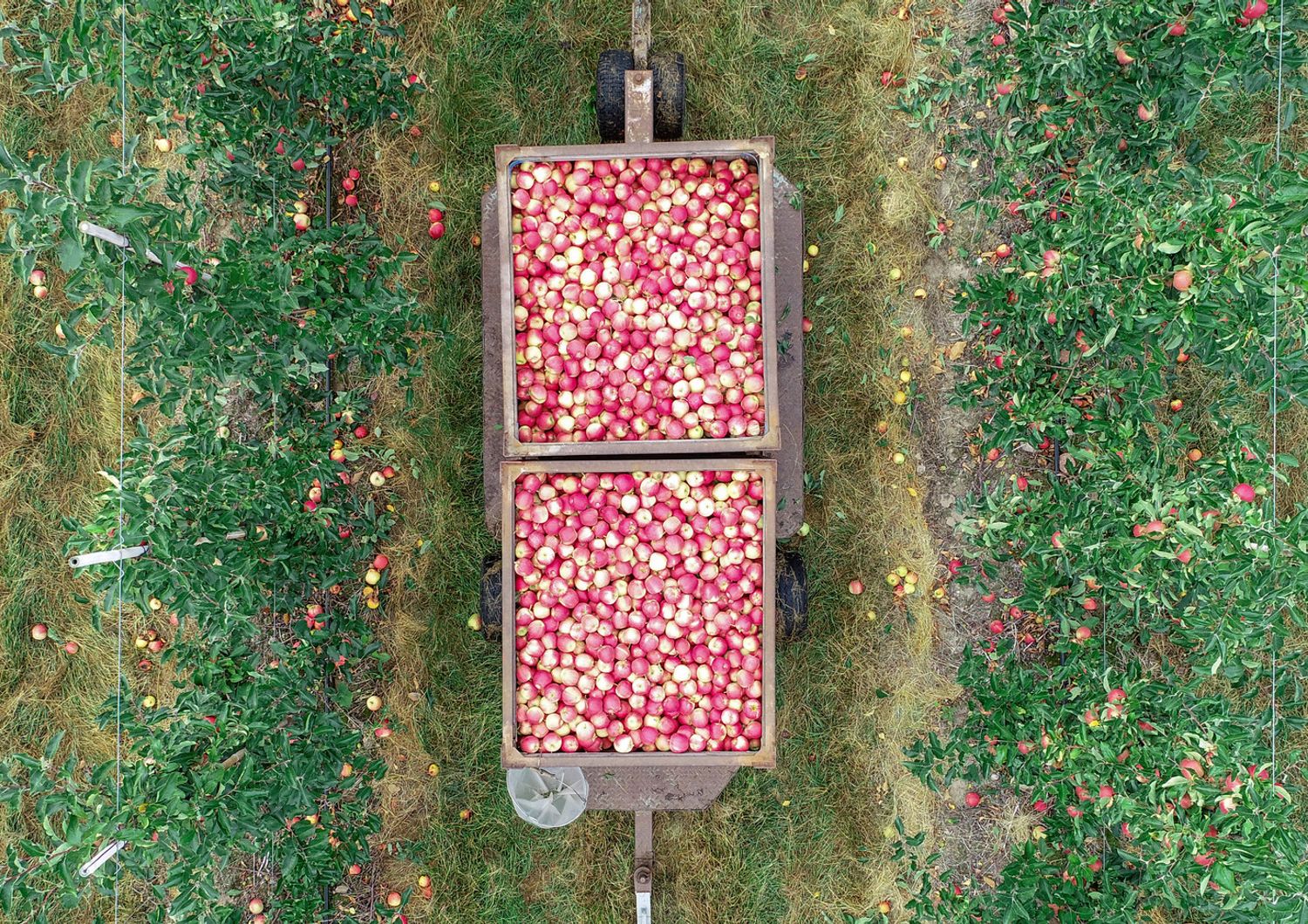 L&#39;algoritmo italiano che predice la grandezza della frutta&nbsp;