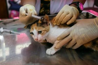 gatto, veterinari