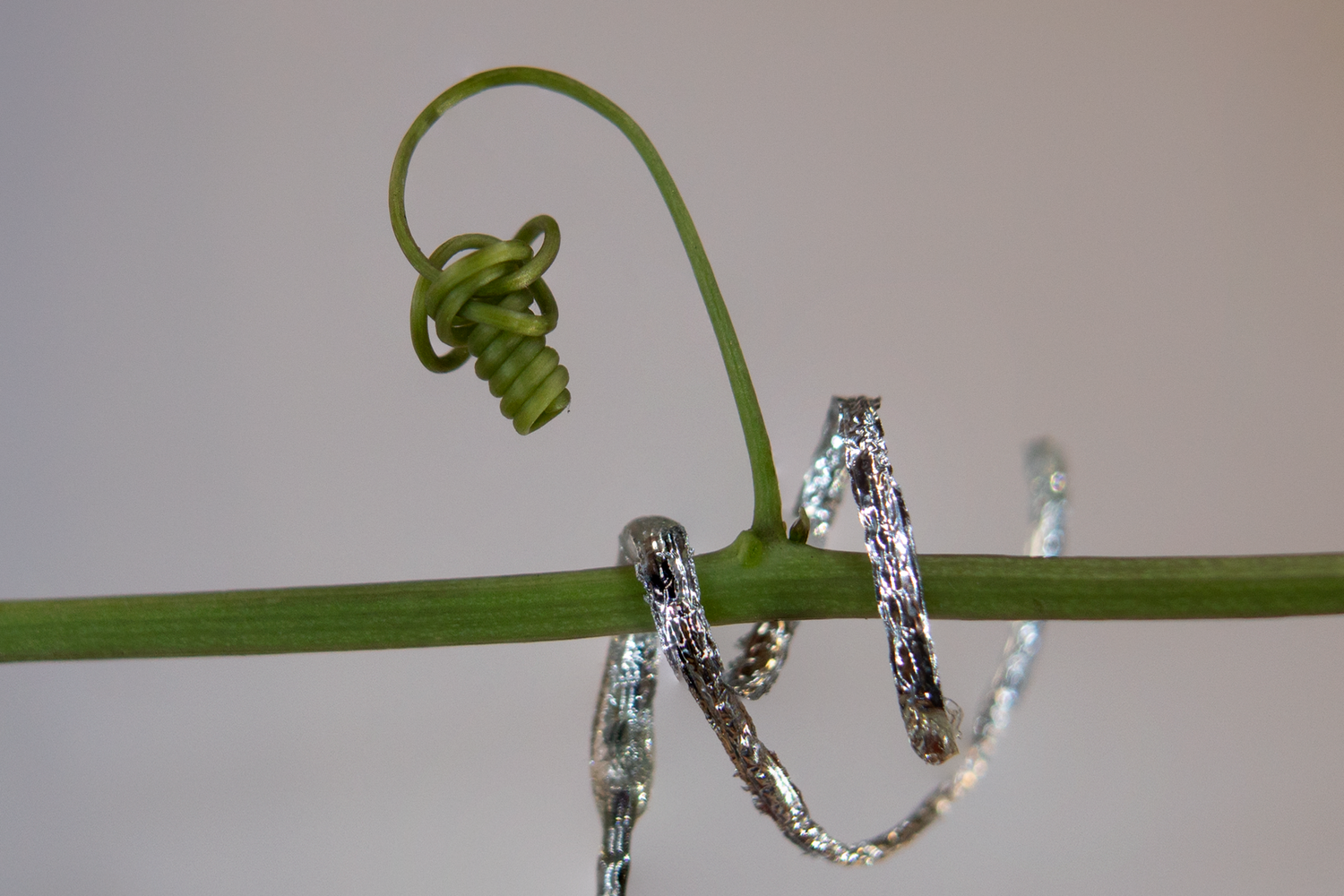 &nbsp;Viticcio artificiale Istituto Italiano di Tecnologia 4