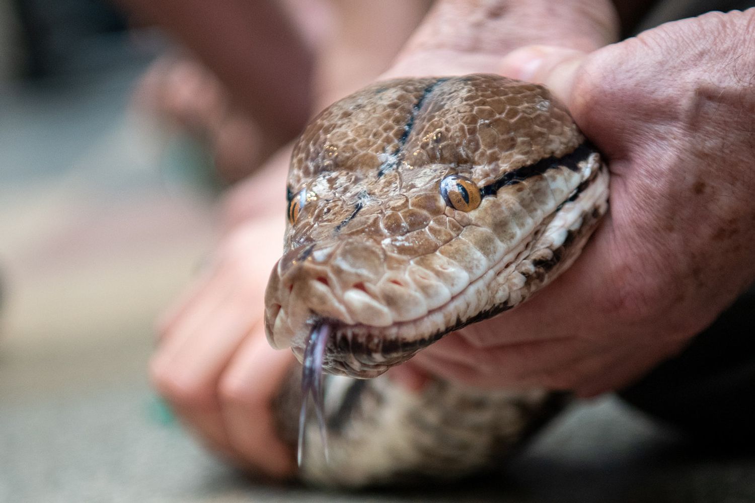 &nbsp;Un pitone reticolato