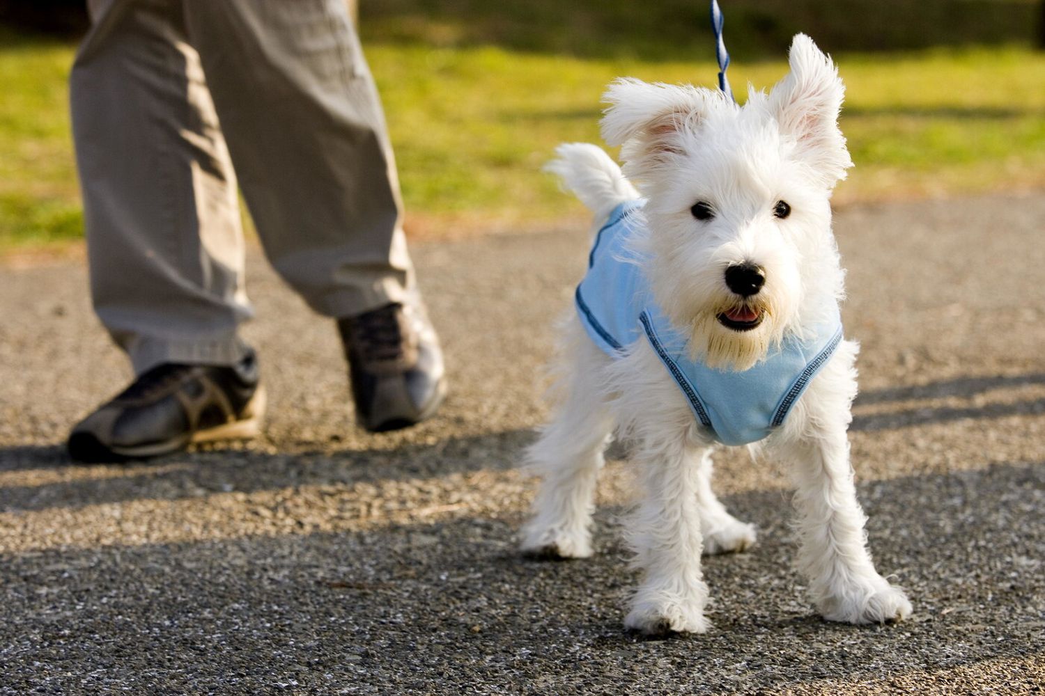 &nbsp;Un cane al guinzaglio