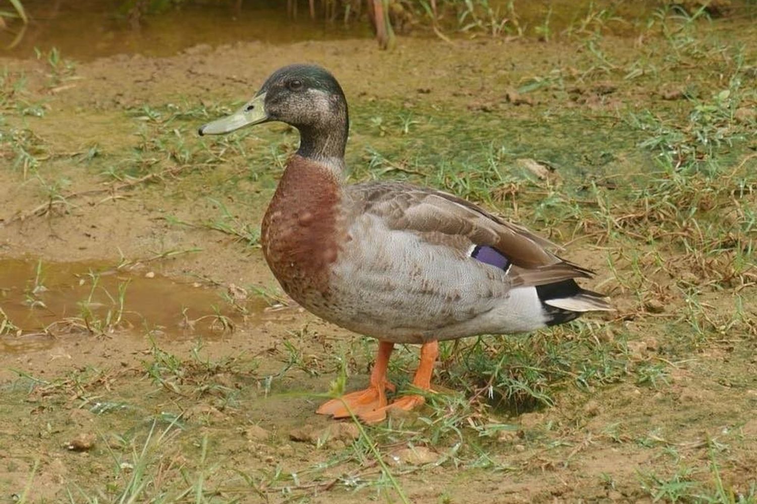 &nbsp;L'anatra Trevor