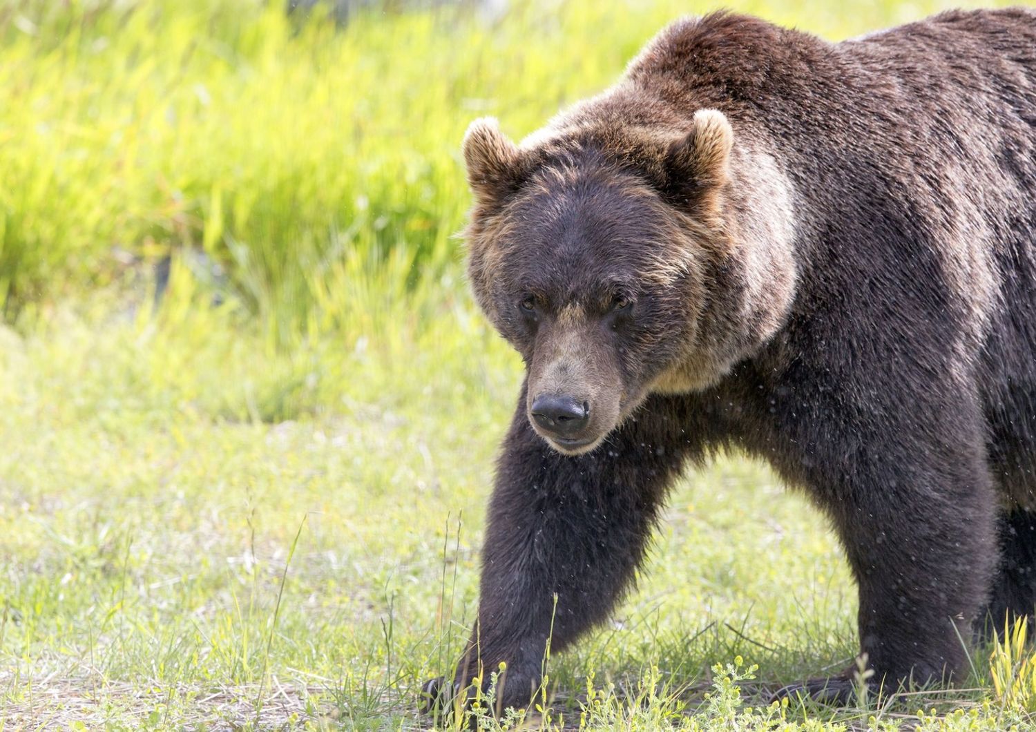 &nbsp;Un orso bruno