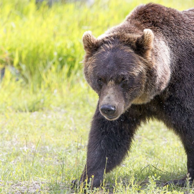 &nbsp;Un orso bruno