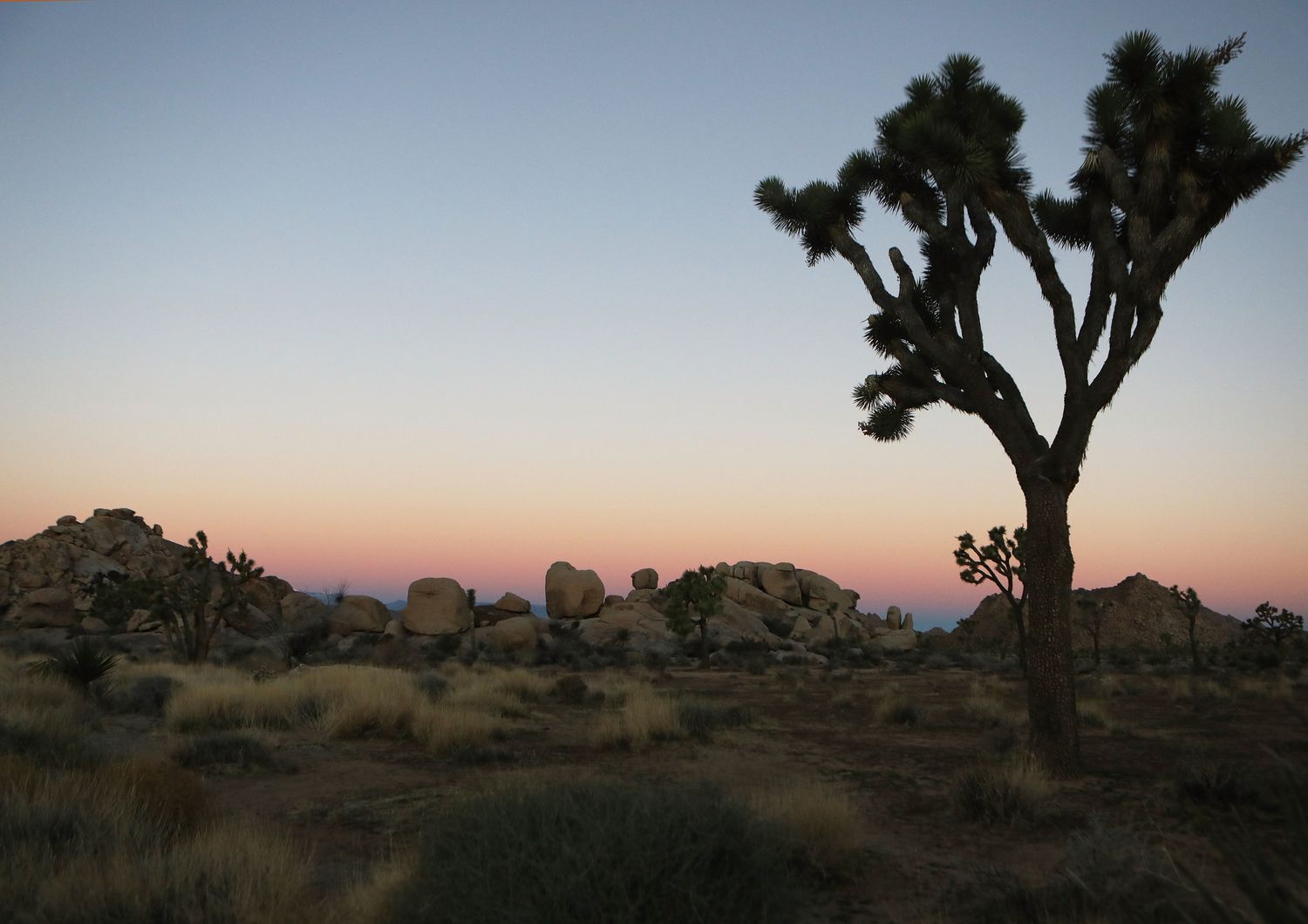 Il parco&nbsp;Joshua&nbsp;Tree